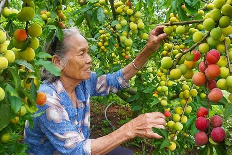 女人梦见吃李子是什么意思