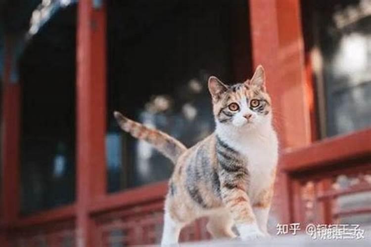 睡觉梦见猫有什么预兆