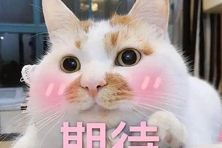 女生养猫会影响运势吗