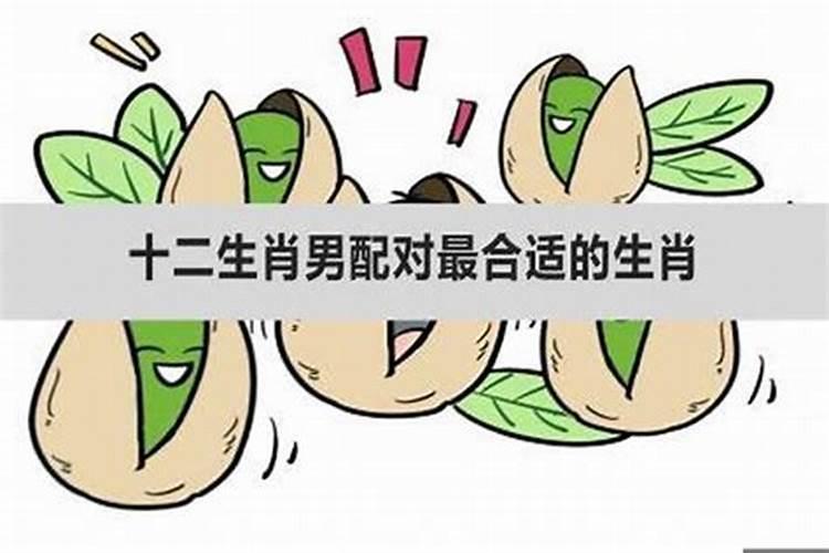 哪个属相最好找对象