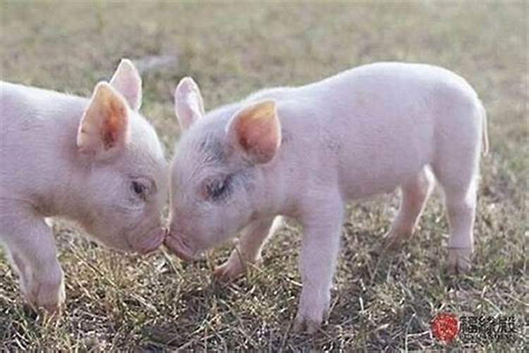 鼠配猪的婚姻状况