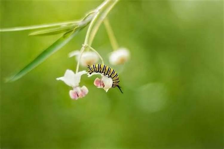 梦里梦到毛毛虫