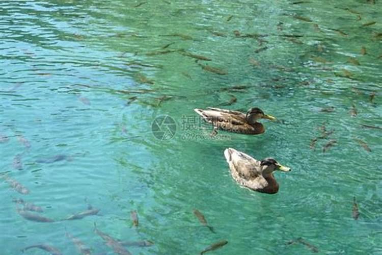 梦到平静的湖水和鱼