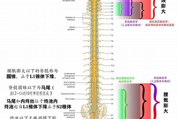 已婚女人梦见自己工作有调动