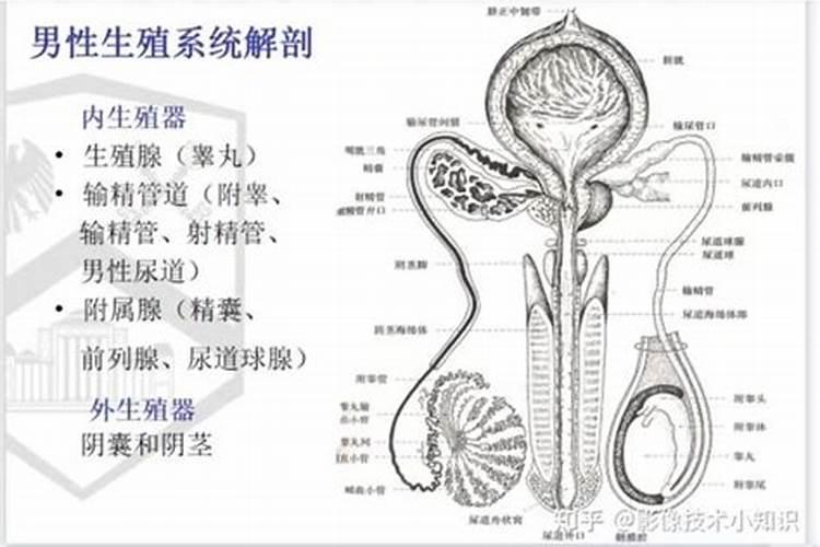 梦见看到男性的生殖