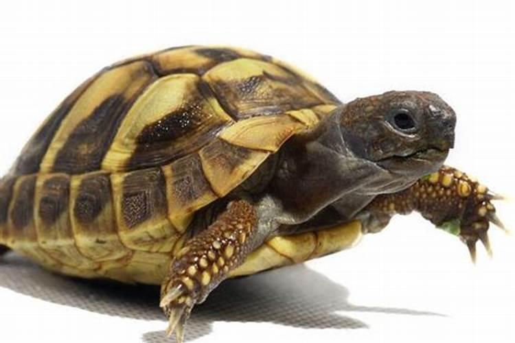 梦见石头乌龟是什么意思呢