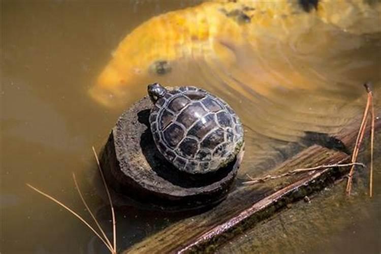 梦见石头乌龟是什么意思呢