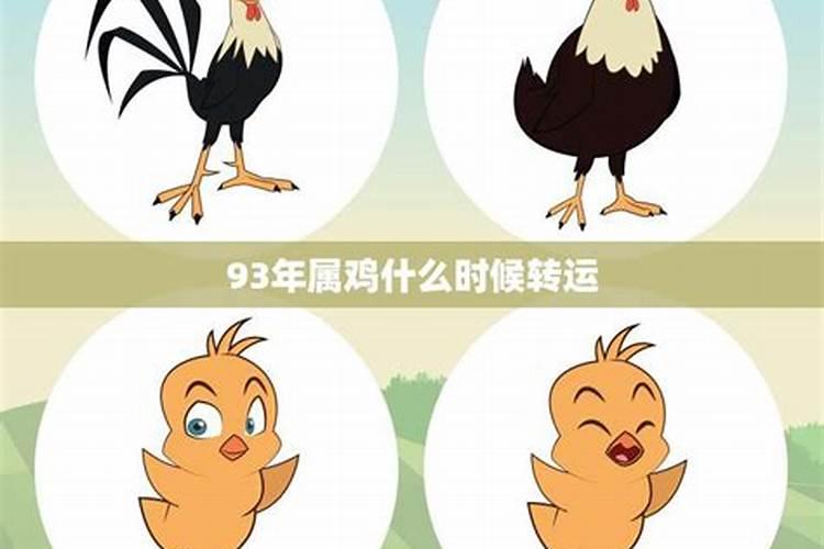 93年属鸡的感情