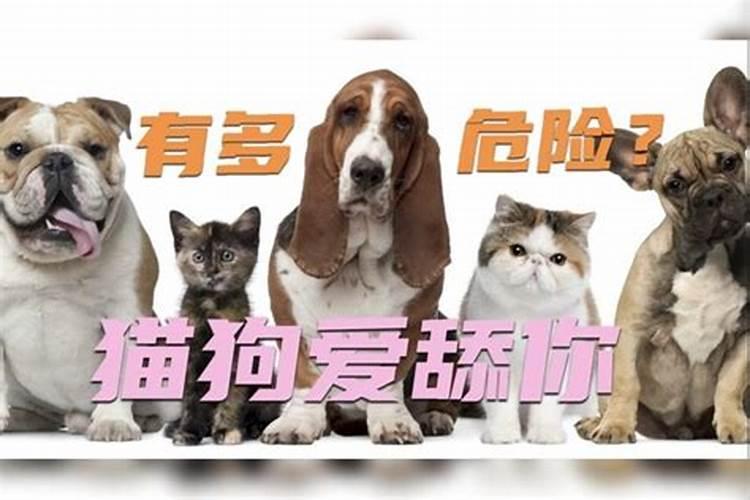 属狗出生的人养猫好不好