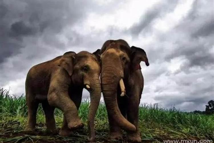 怀孕梦见大象和小象一起睡觉