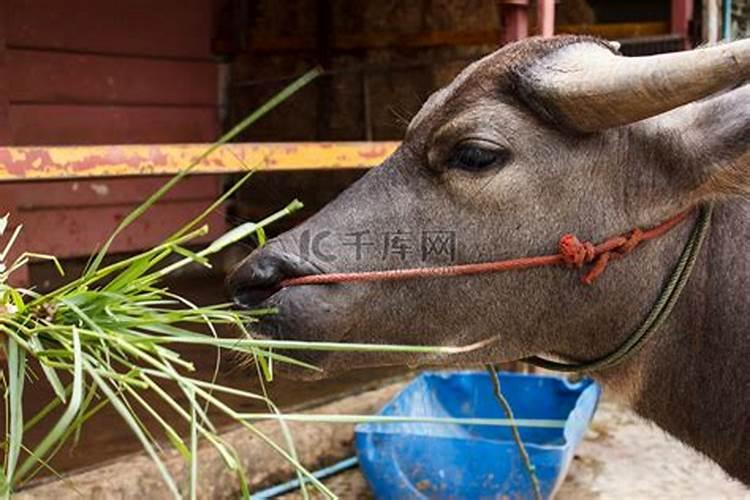 梦见水牛来我家