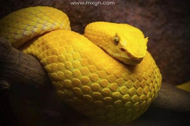 梦见黄色的蛇是什么预兆最后死了