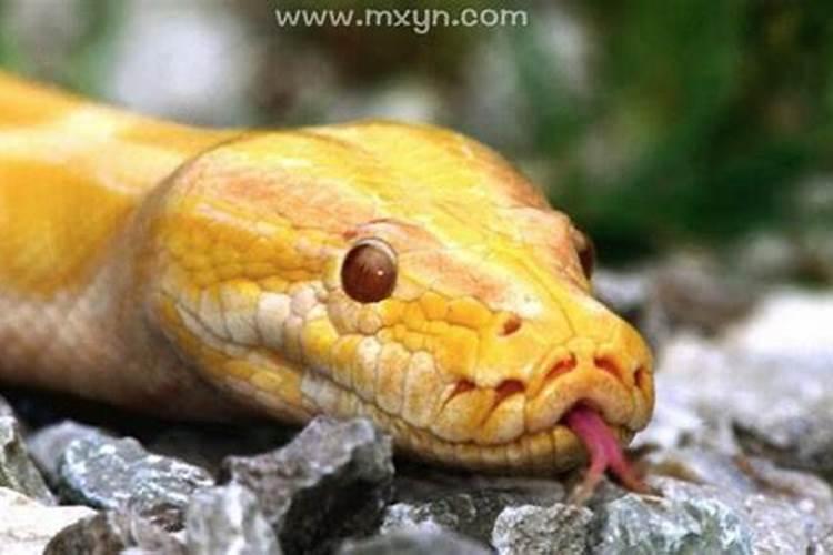 梦见黄色的蛇是什么预兆女性怀孕
