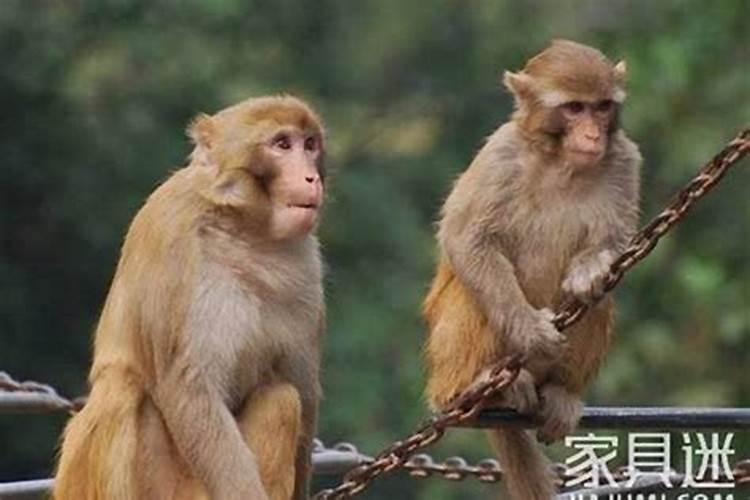 属猴的婚姻状况1980年女猴和男猴婚姻如何
