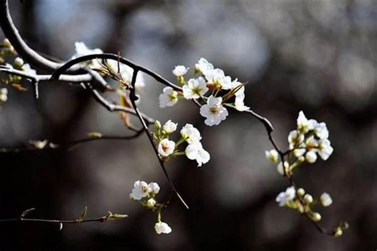 清明节祭奠用梨花