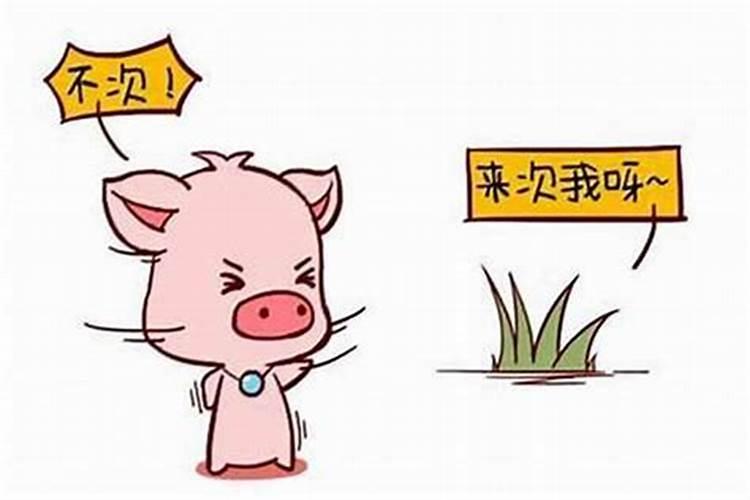 属鼠的和属猪的八字好不好