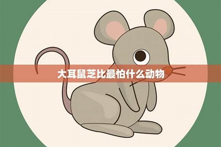 鼠害怕什么生肖