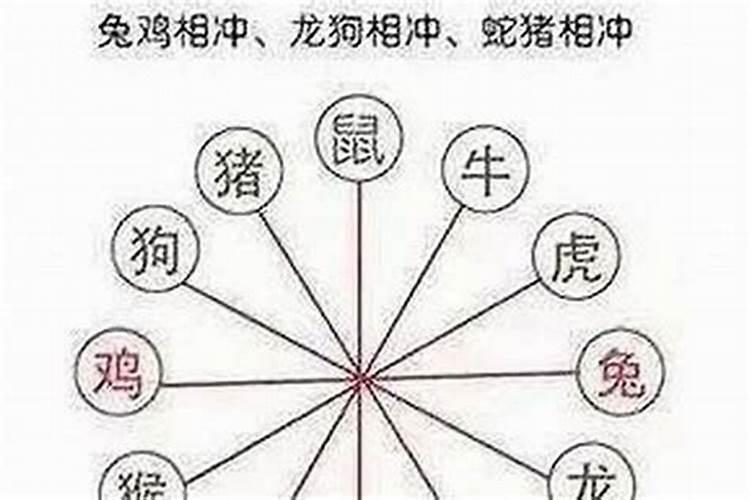 属鼠最怕属什么