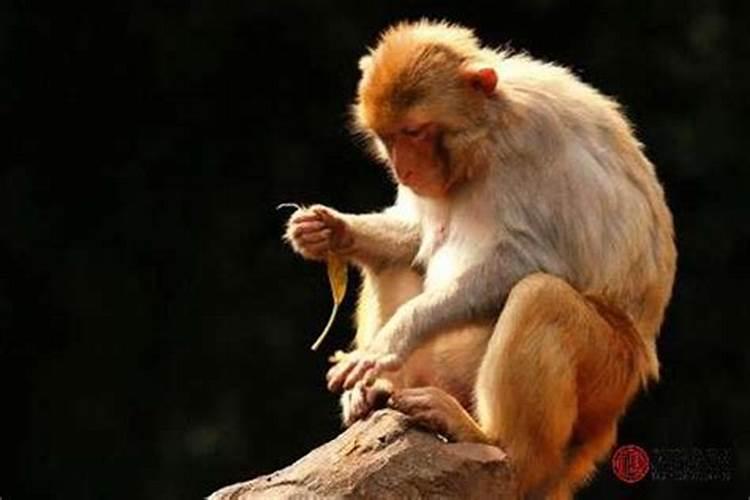 属猴女和属猴男的适合做夫妻吗