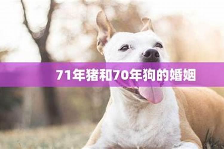 71年猪和78年马合不合