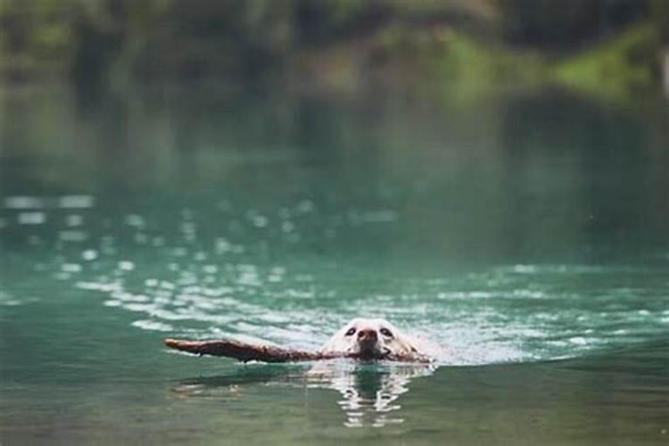梦见狗狗掉水里被救起
