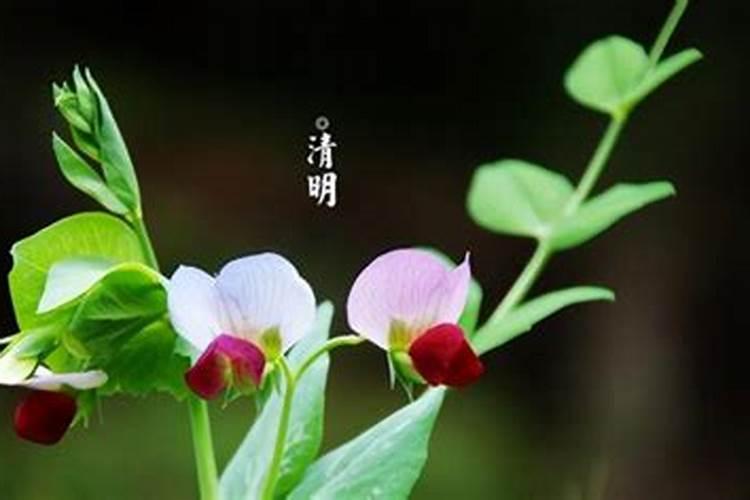 清明节外地祭祀