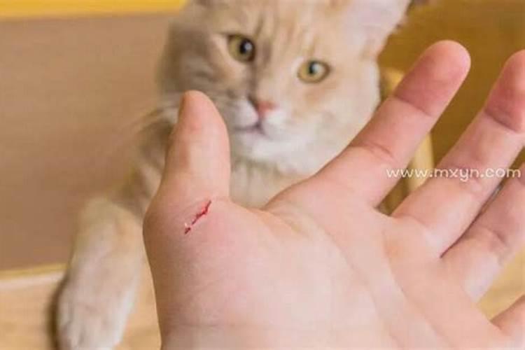 男人梦见被猫抓出血怎么回事