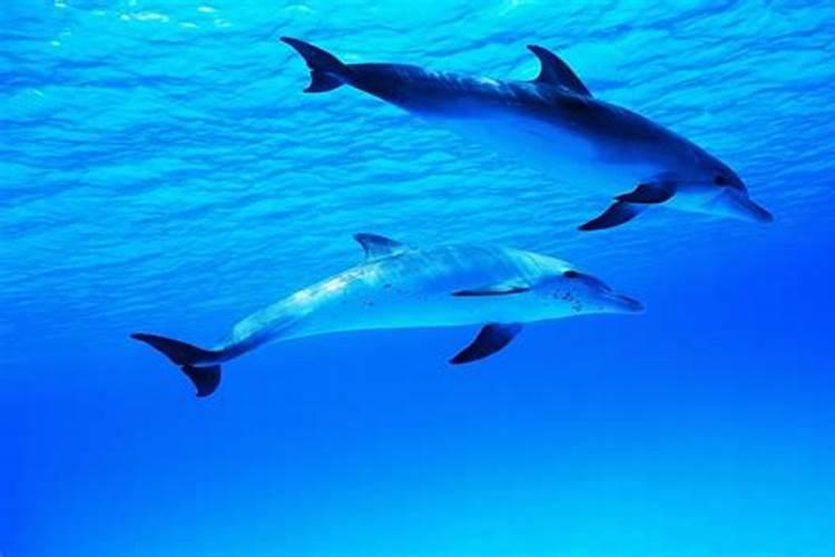 梦见大海很蓝很美还有海豚