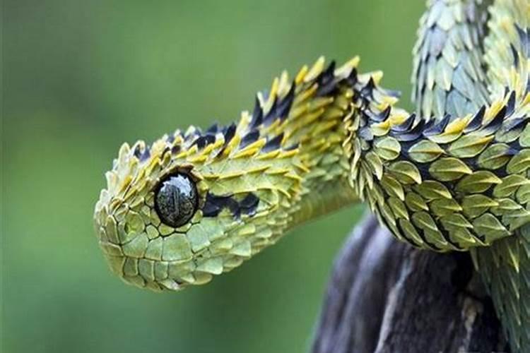 梦见好多很大的蛇是什么意思