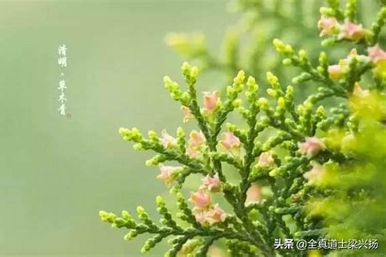 清明节前后的宜忌