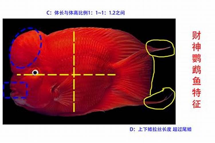 财神鱼一般能长多大