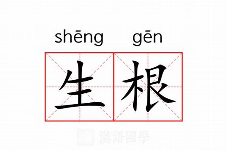 八字的生根指什么