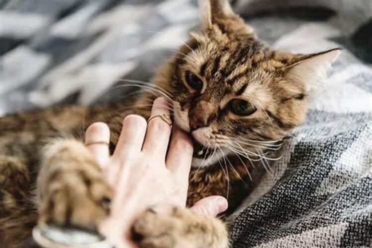 梦到一个饥饿的猫咬我