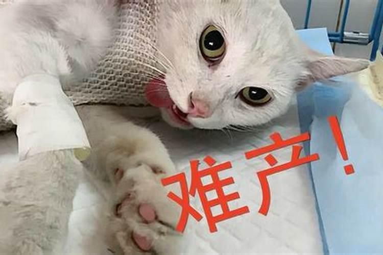 梦到猫难产是什么意思