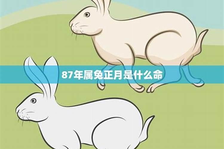 87年属兔的什么命？