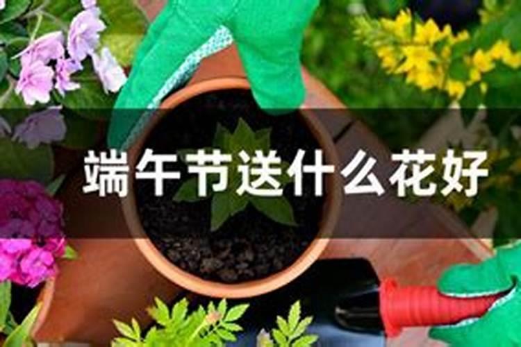 端午节适合送哪些花