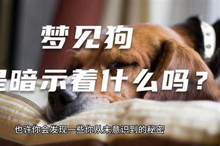 梦见狗是什么预兆周公解梦