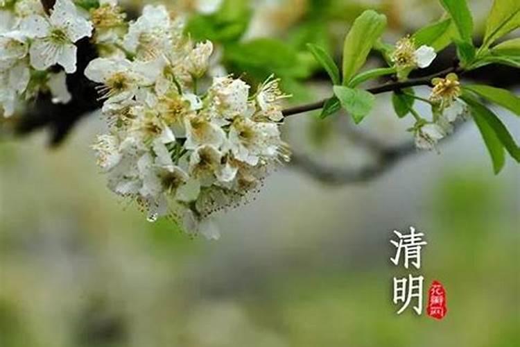 清明节哪天过