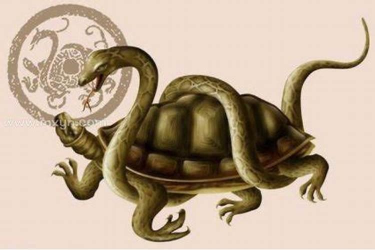 梦到乌龟和蛇是什么意思周公解梦