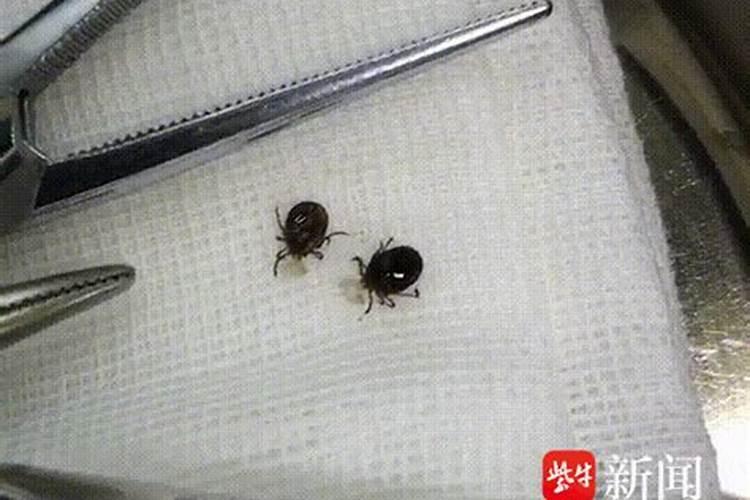 梦见二儿子死了变成小虫