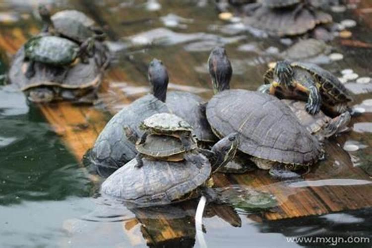 梦到很多乌龟在水里游是什么意思
