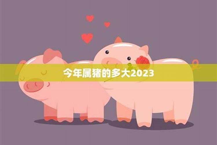 属猪宝贝的运势2023出生