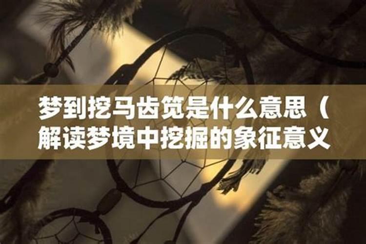 梦到马代表什么意思