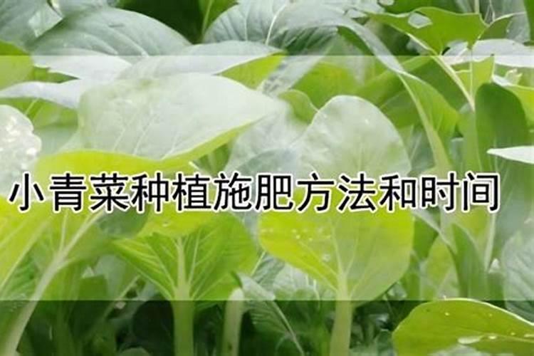 立秋几月份种小青菜