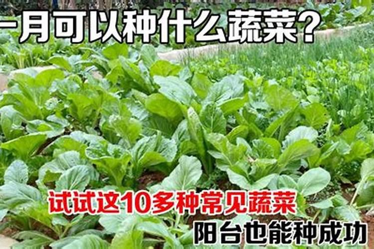 农历正月十五后能种植什么