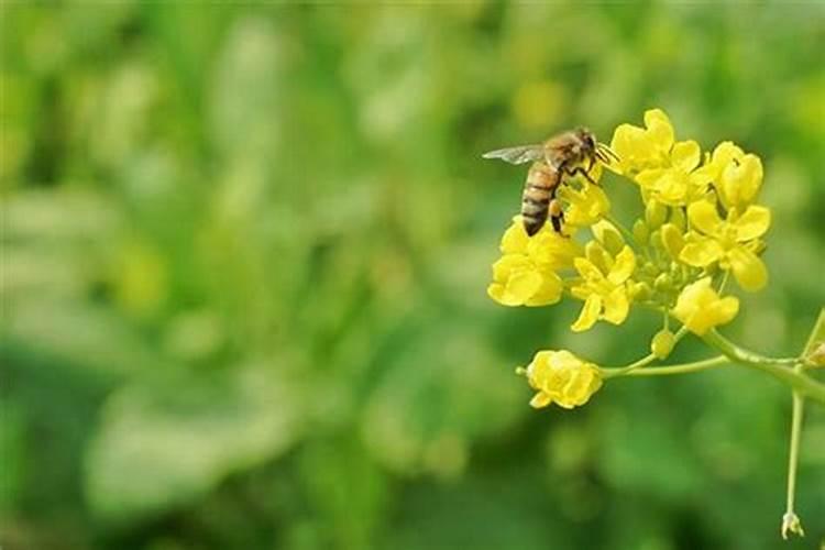 梦见收割油菜花籽什么意思