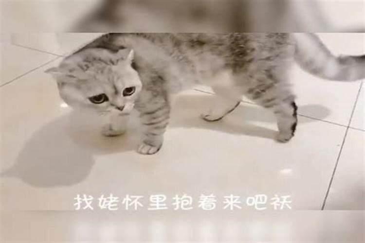 梦见死去的姥姥变成猫