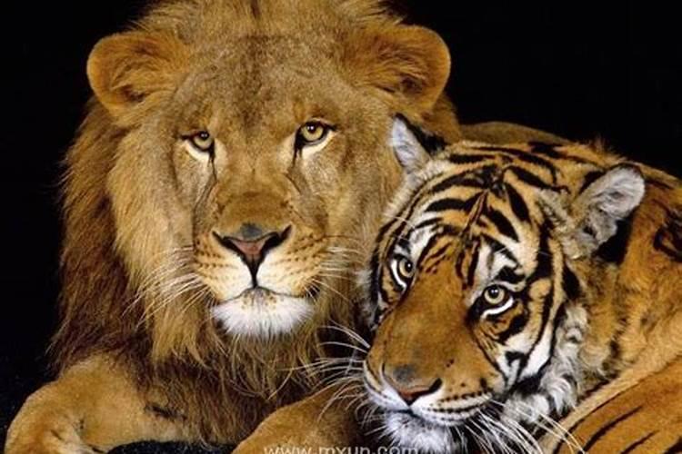 梦到老虎狮子咬人是什么意思