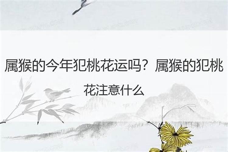 属猴的今年走桃花运吗