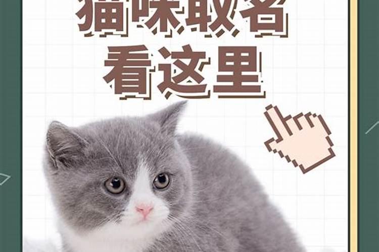 冬至出生的猫咪